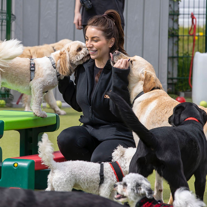 Happy daycare dogs