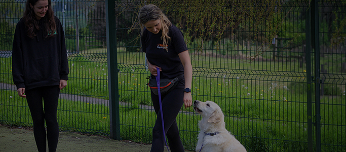 A trainer walking with a dog